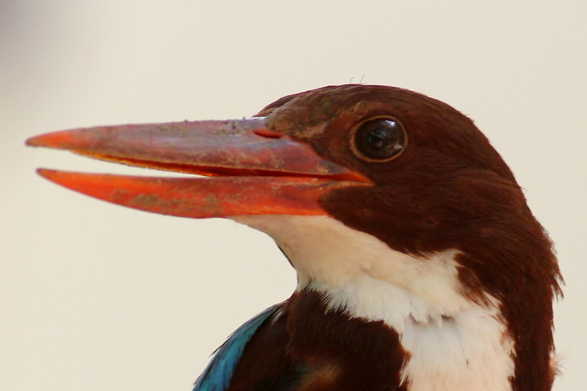 White-throated Kingfisher - ML353908561