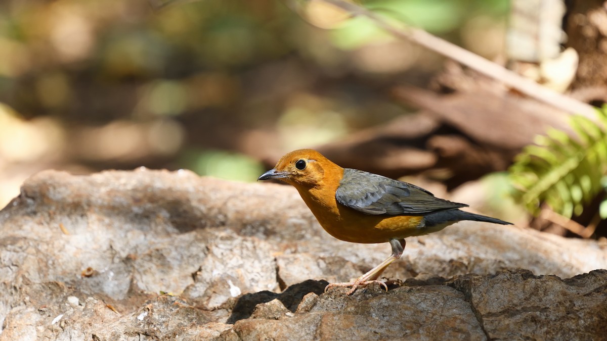 Orange-headed Thrush - ML353911011