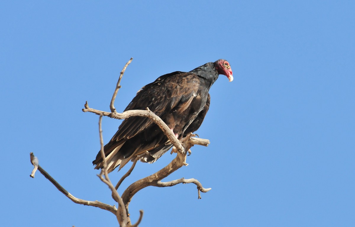 Turkey Vulture - ML353911431