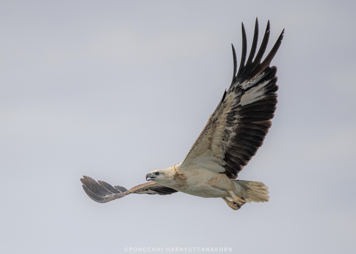 White-bellied Sea-Eagle - Pongchai Harnyuttanakorn