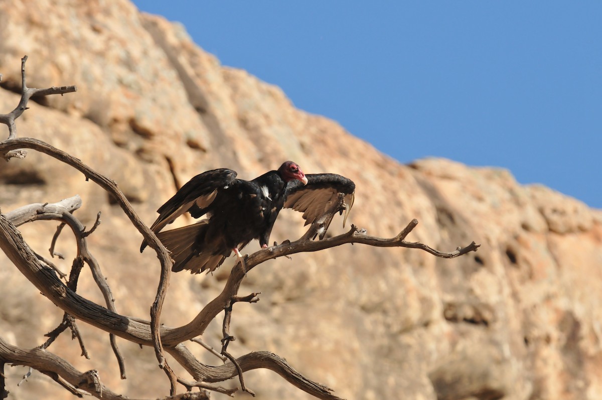 Turkey Vulture - ML353911451