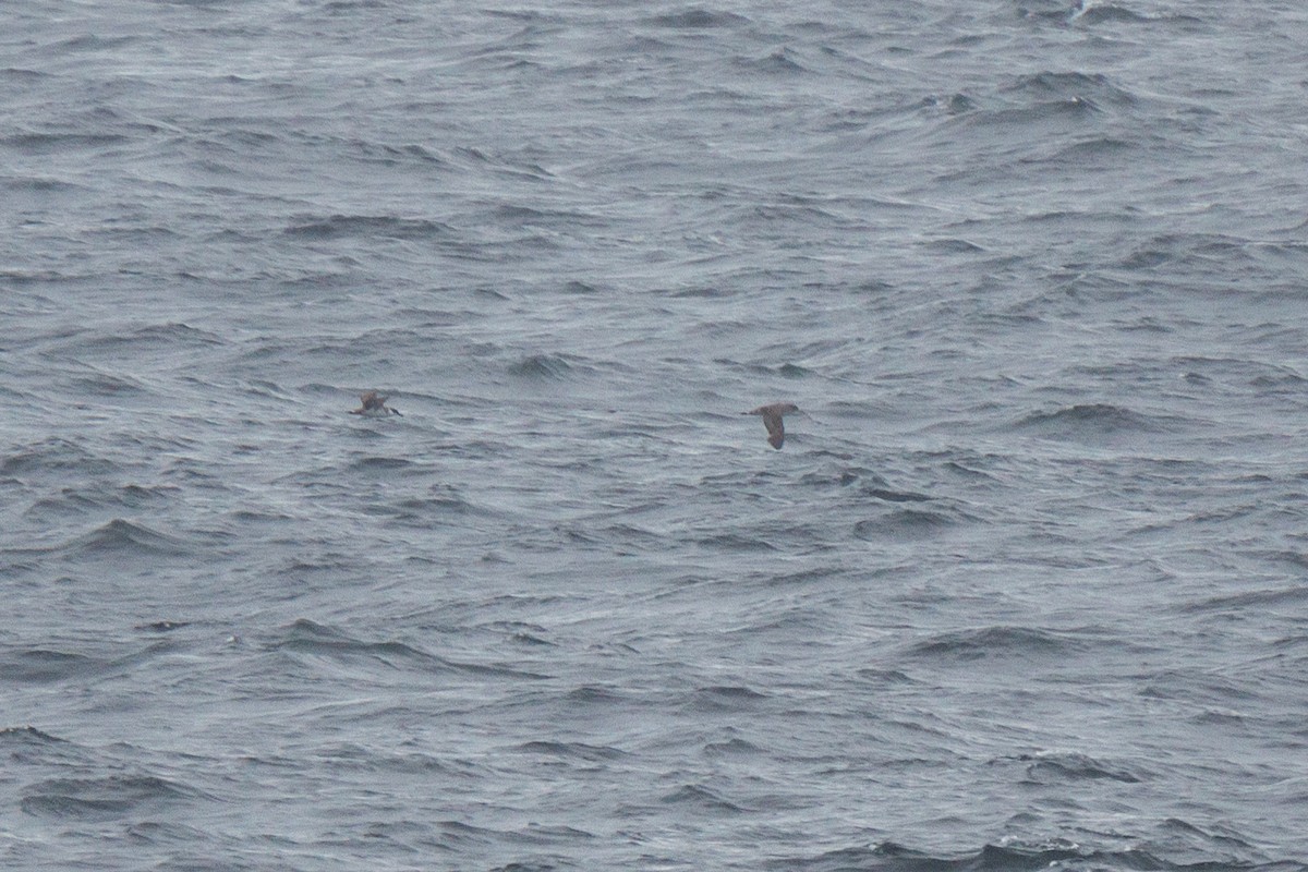 Cory's Shearwater - David Turgeon