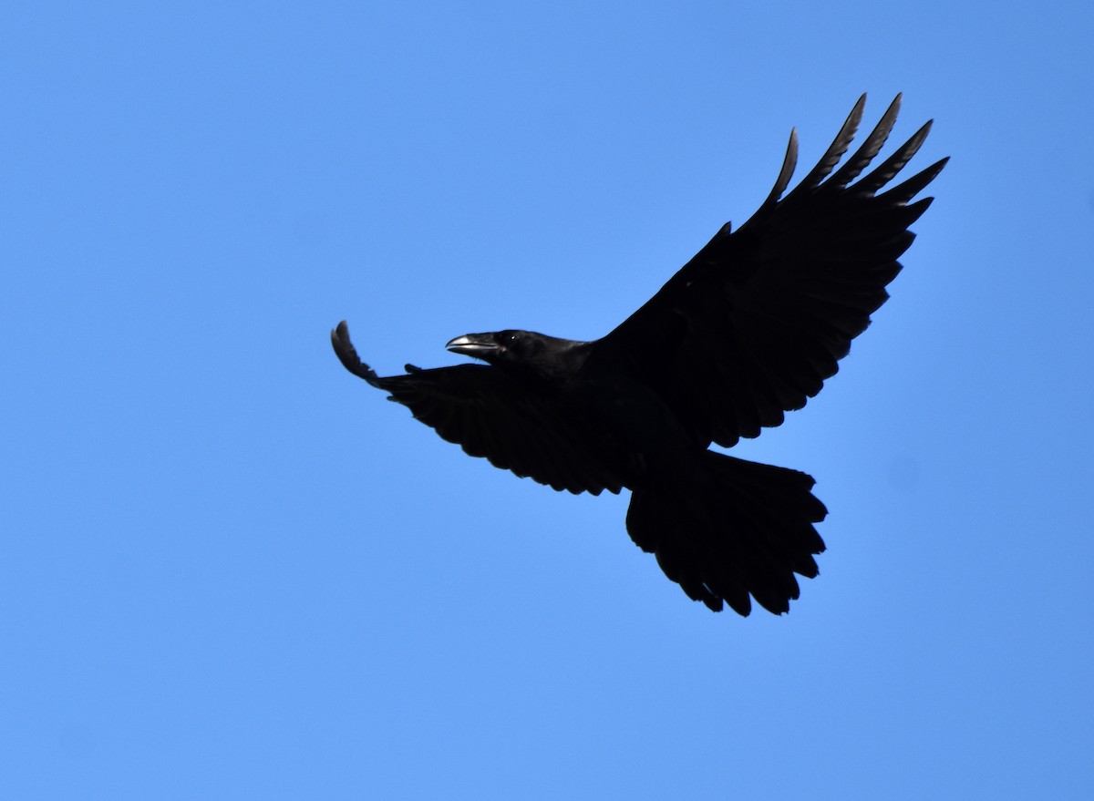 Common Raven - Jada Fitch
