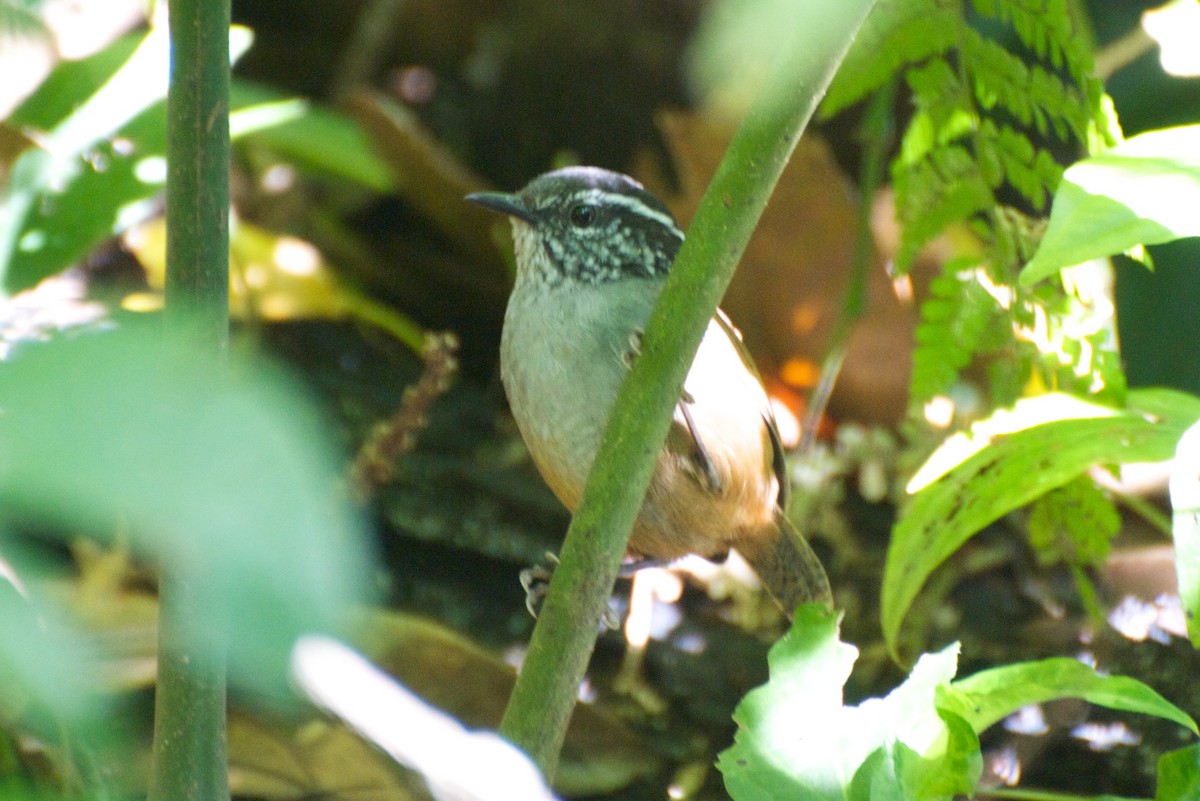 Gray-breasted Wood-Wren - ML35391191