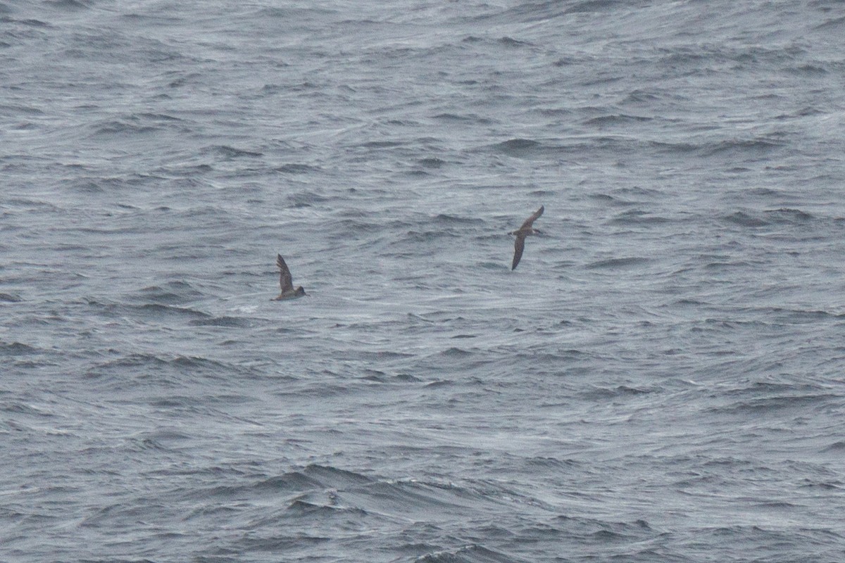 Great Shearwater - ML353912171