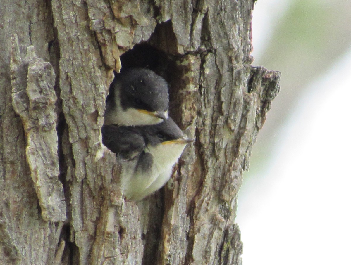 Tree Swallow - Lisa Reid