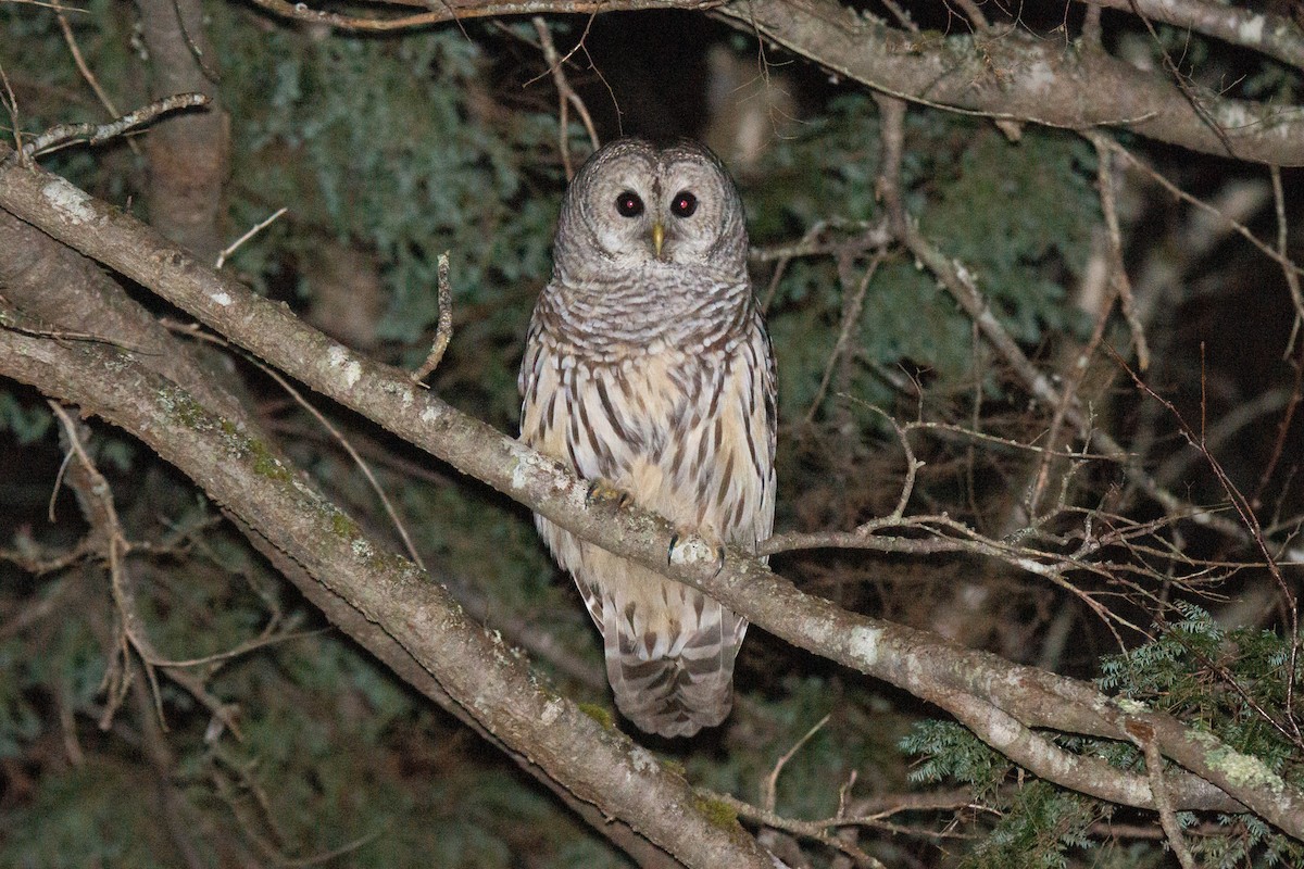 Barred Owl - ML353915581