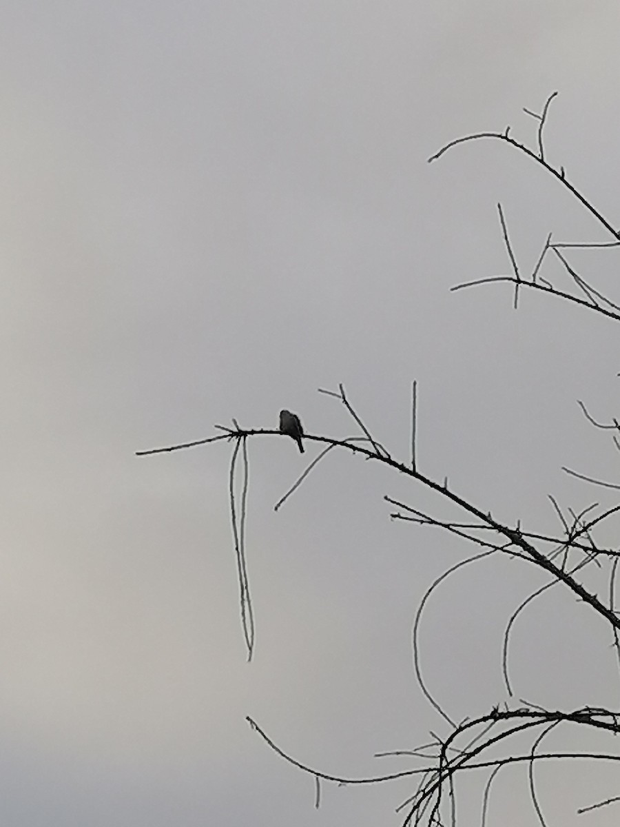 Rufous-collared Sparrow - ML353915591