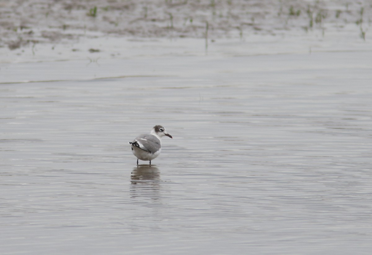 Franklin's Gull - ML353916161