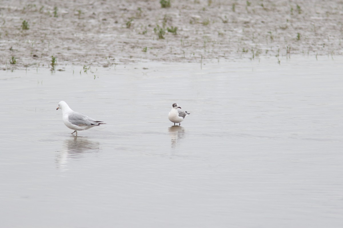 Franklin's Gull - ML353916181