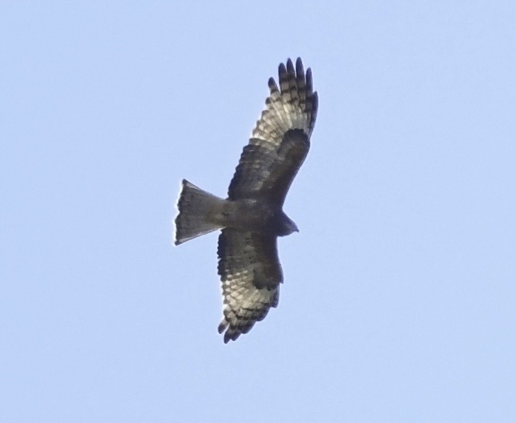 Square-tailed Kite - ML353916911