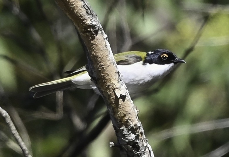 White-naped Honeyeater - ML353917061