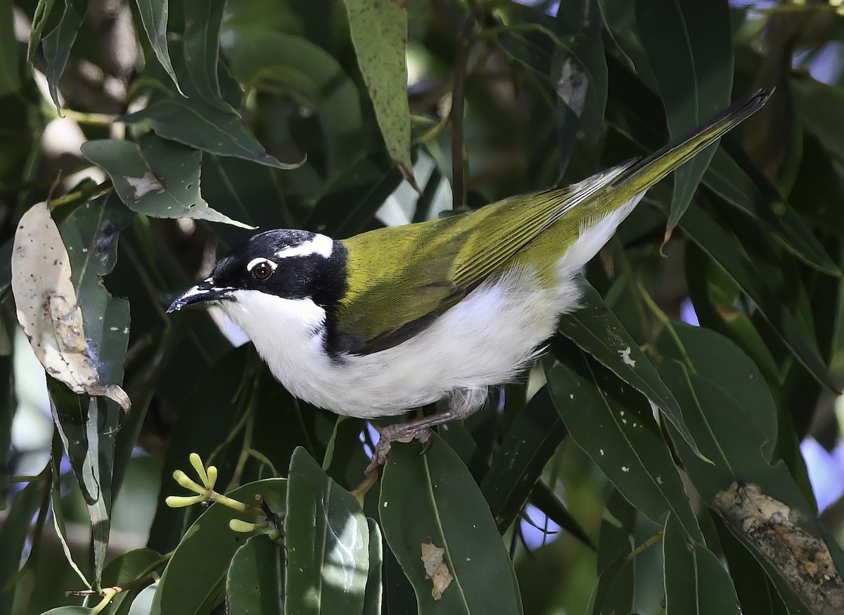 White-throated Honeyeater - ML353917111