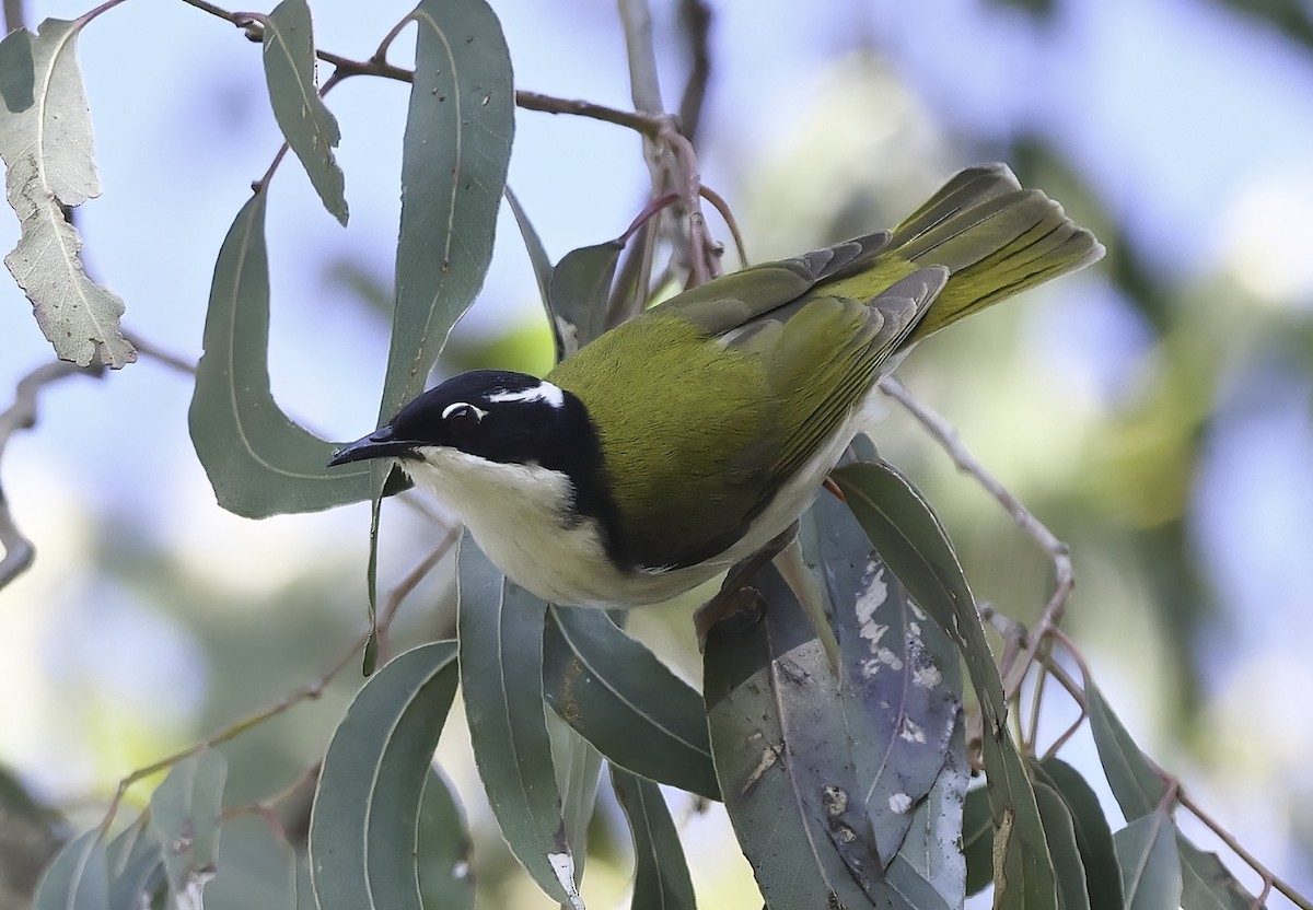White-throated Honeyeater - ML353917161