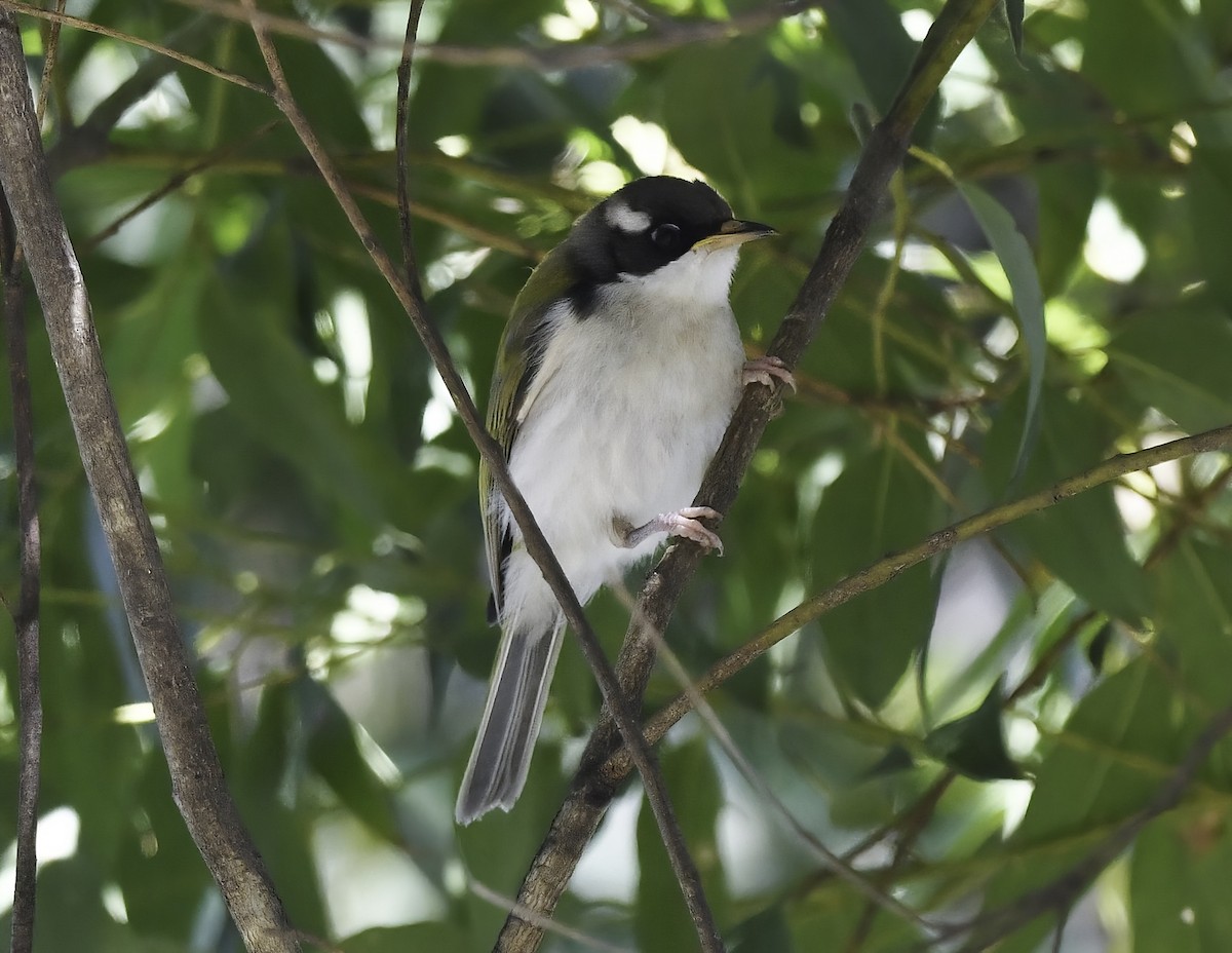 White-throated Honeyeater - ML353917251