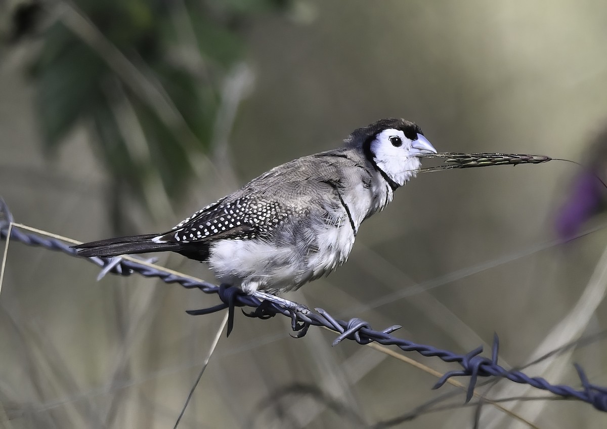 Double-barred Finch - ML353917331