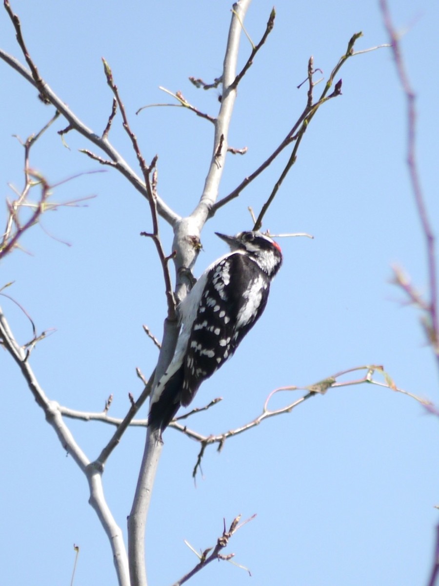 Downy Woodpecker - ML353917571