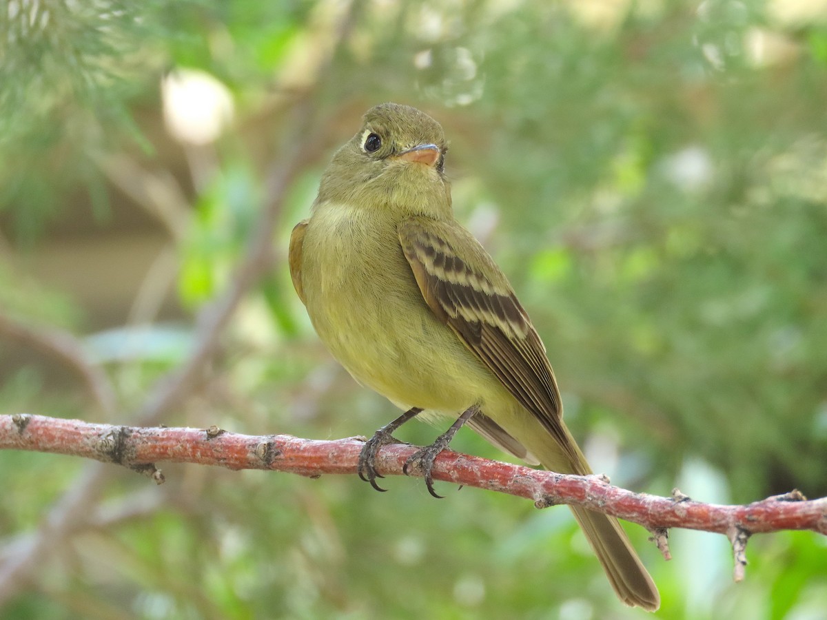 Western Flycatcher (Cordilleran) - ML353917641