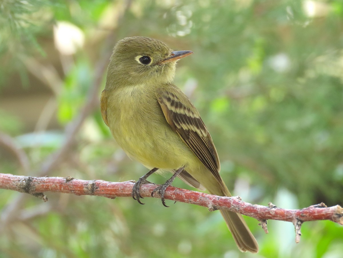 Western Flycatcher (Cordilleran) - ML353917651