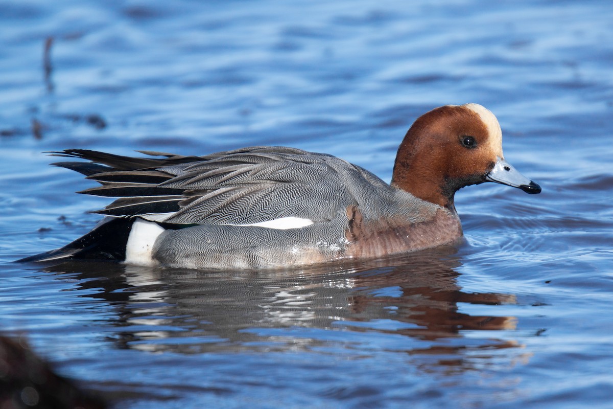 Eurasian Wigeon - ML353919211