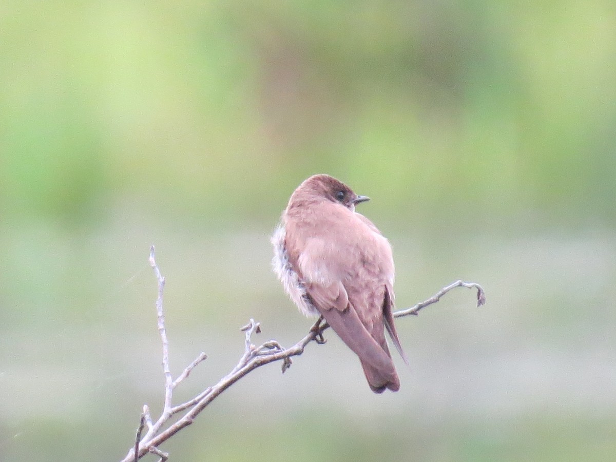 Northern Rough-winged Swallow - ML353919261