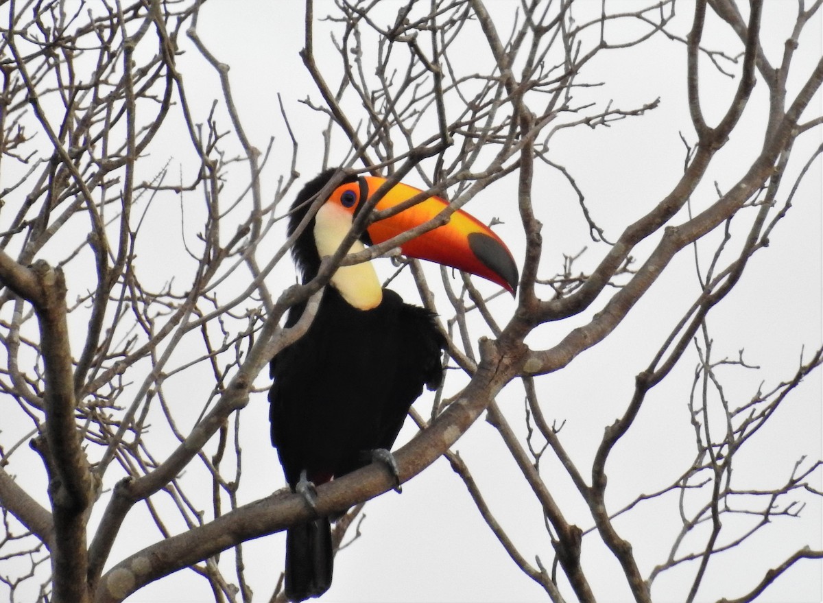 Toco Toucan - ML353919871