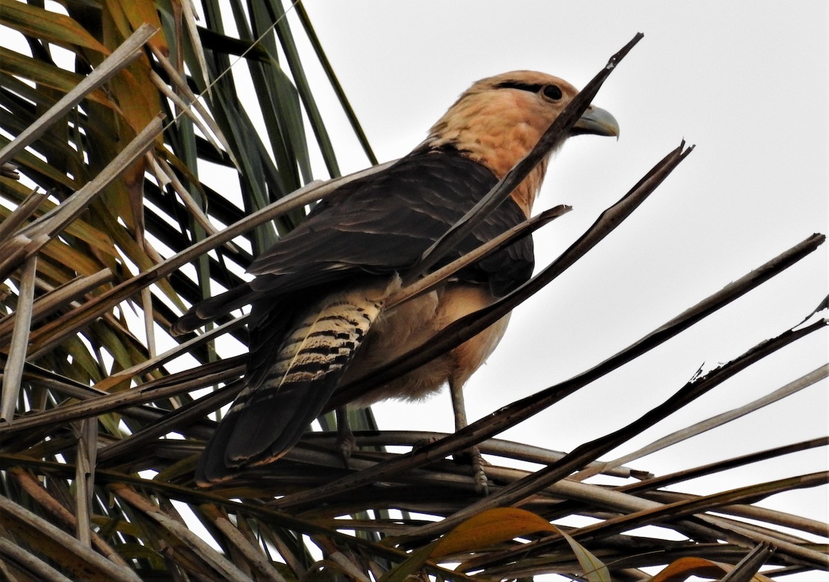 Yellow-headed Caracara - ML353919881