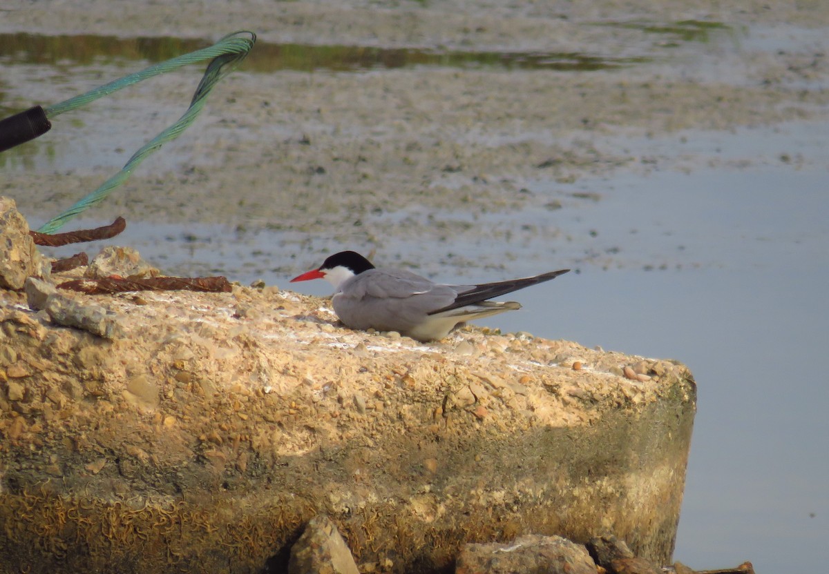 Common Tern - ML353919901