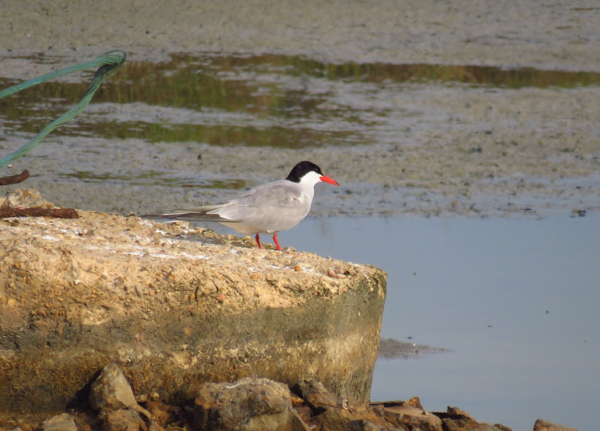 Common Tern - ML353919911