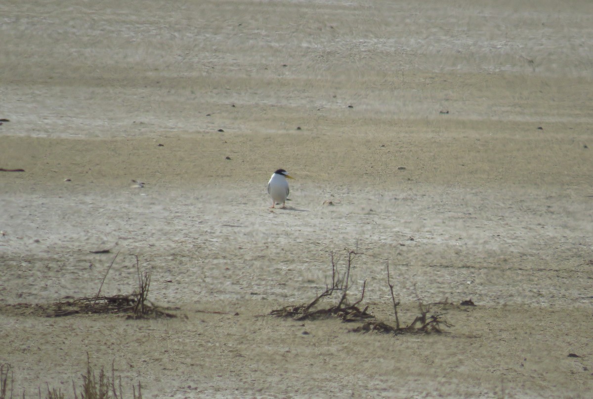 Little Tern - ML353920181