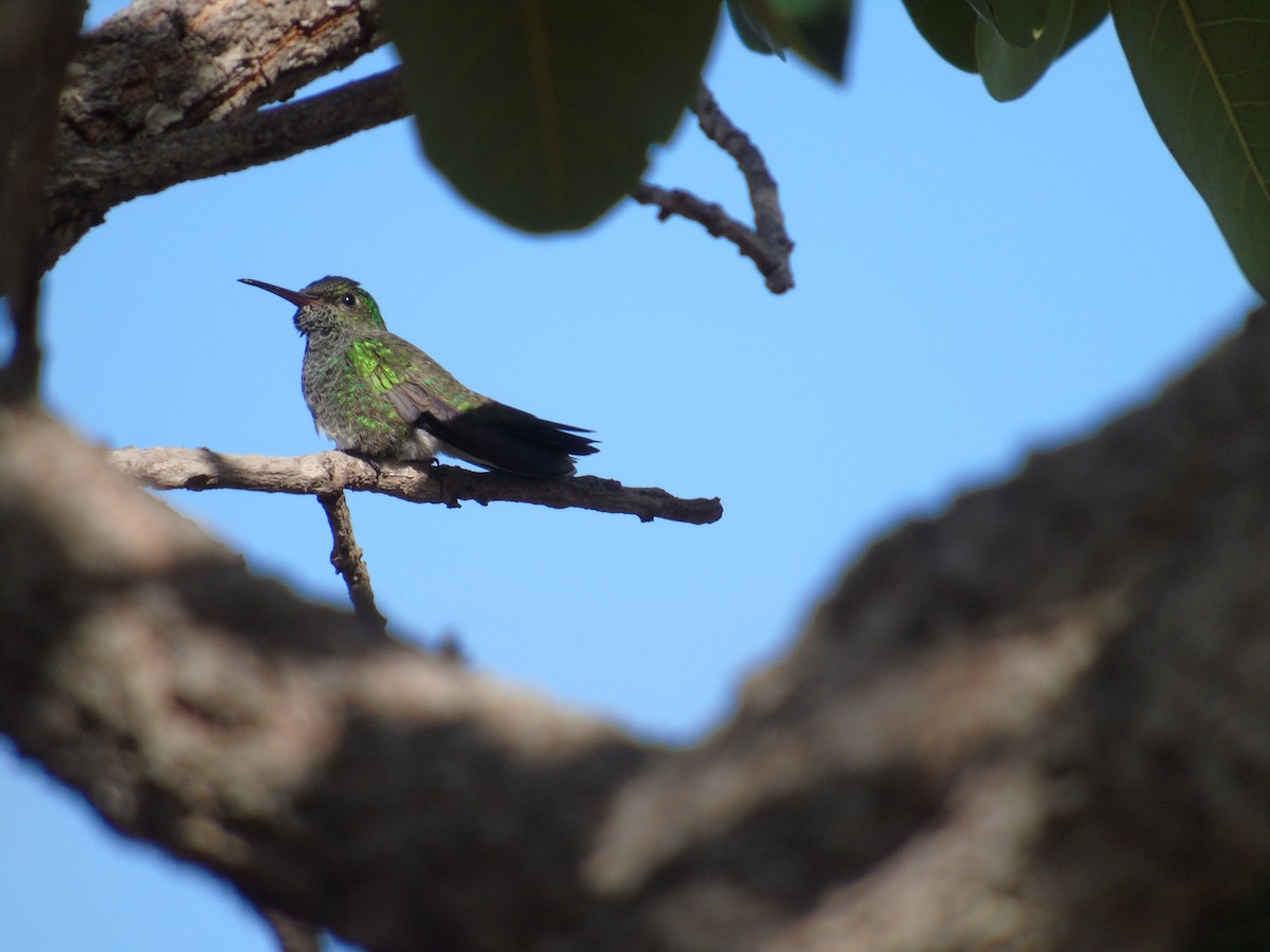 Glittering-throated Emerald - ML353920271