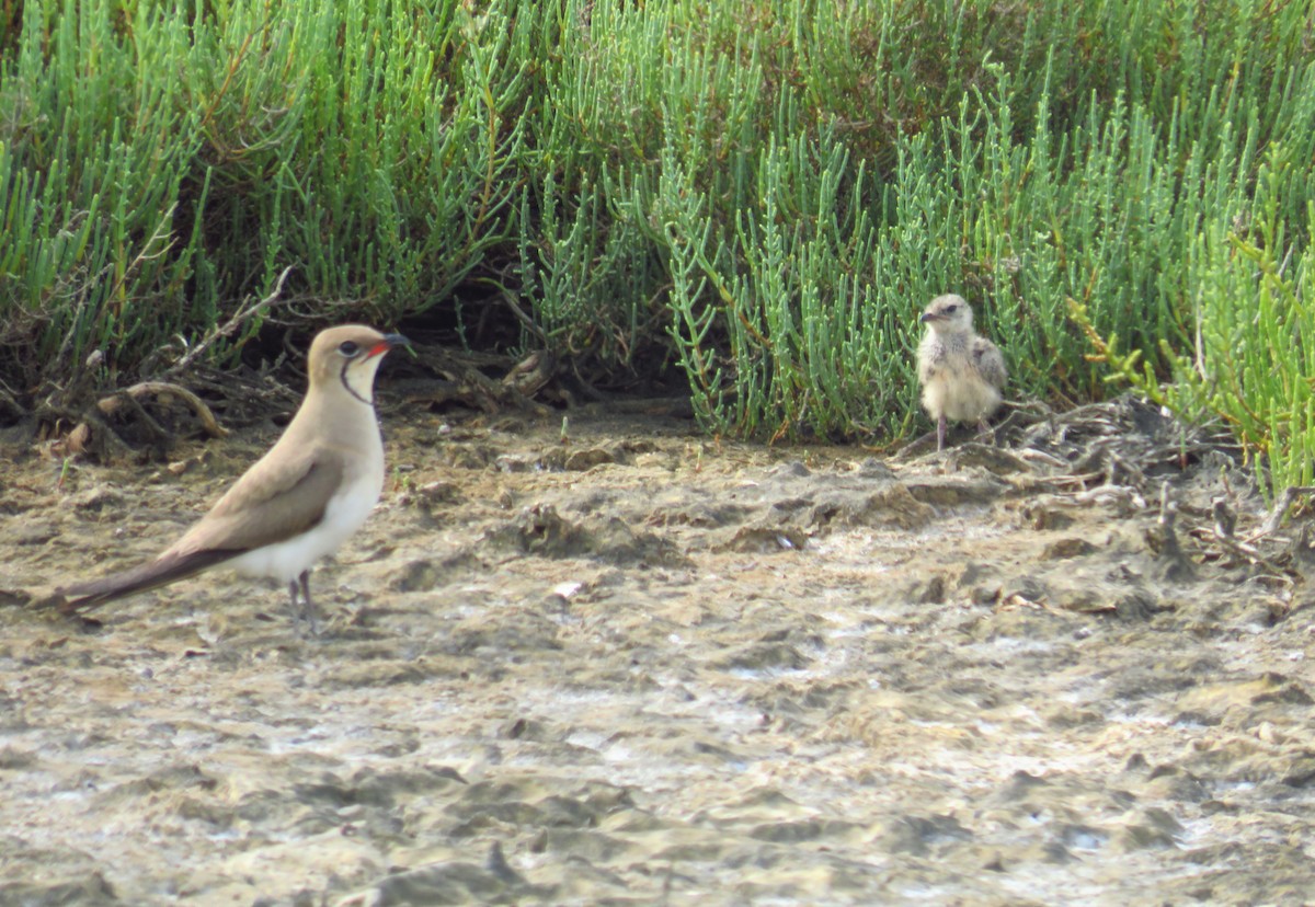 Collared Pratincole - ML353920551