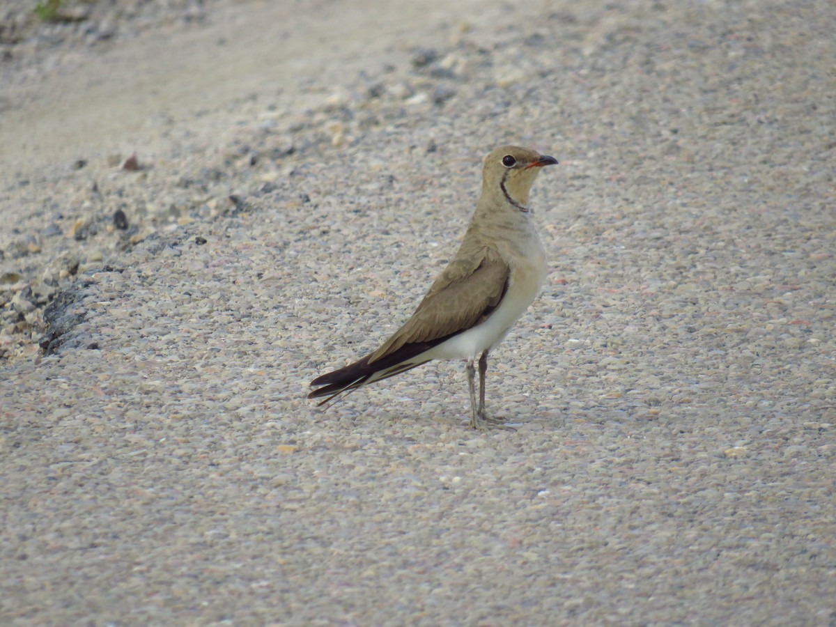 Collared Pratincole - ML353920921