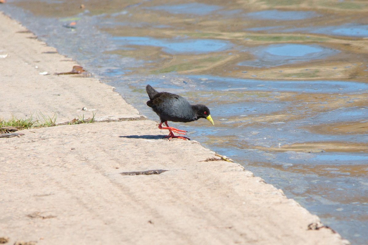 Black Crake - ML353922031