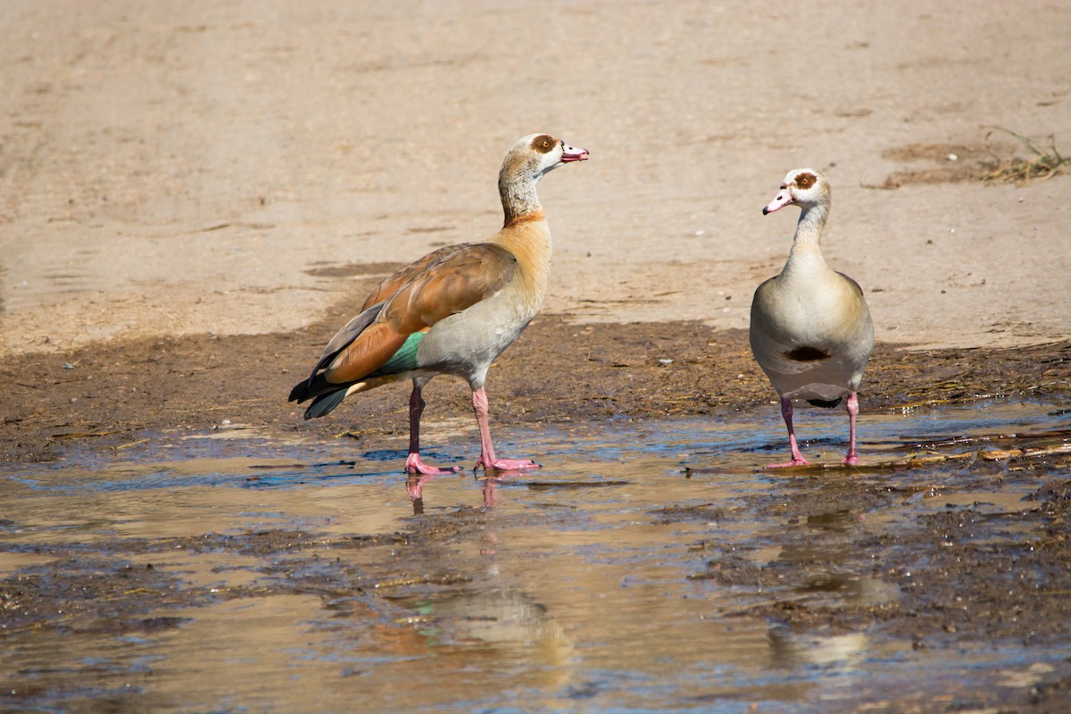 Egyptian Goose - Holger Köhler