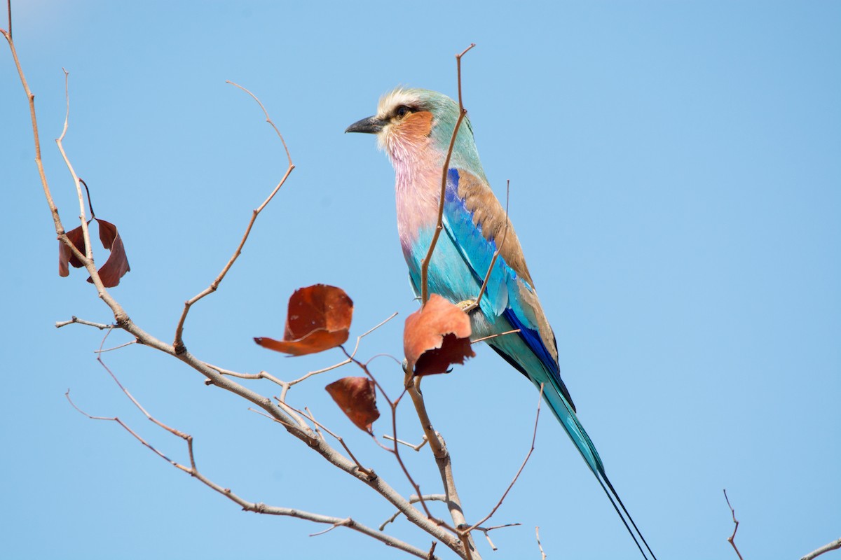 Lilac-breasted Roller - ML353924511