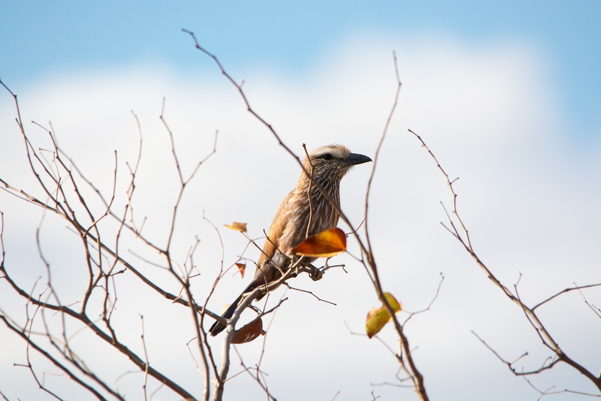 Rufous-crowned Roller - ML353924811