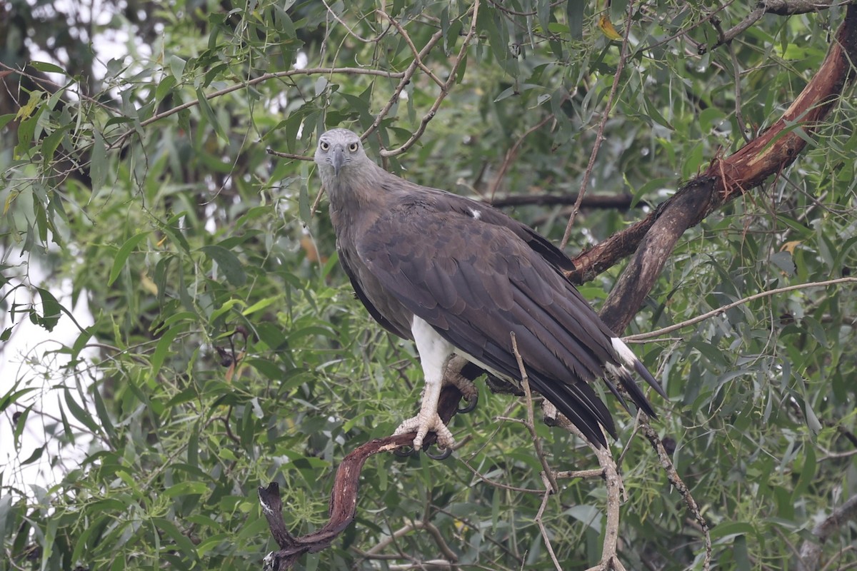 Gray-headed Fish-Eagle - ML353925751