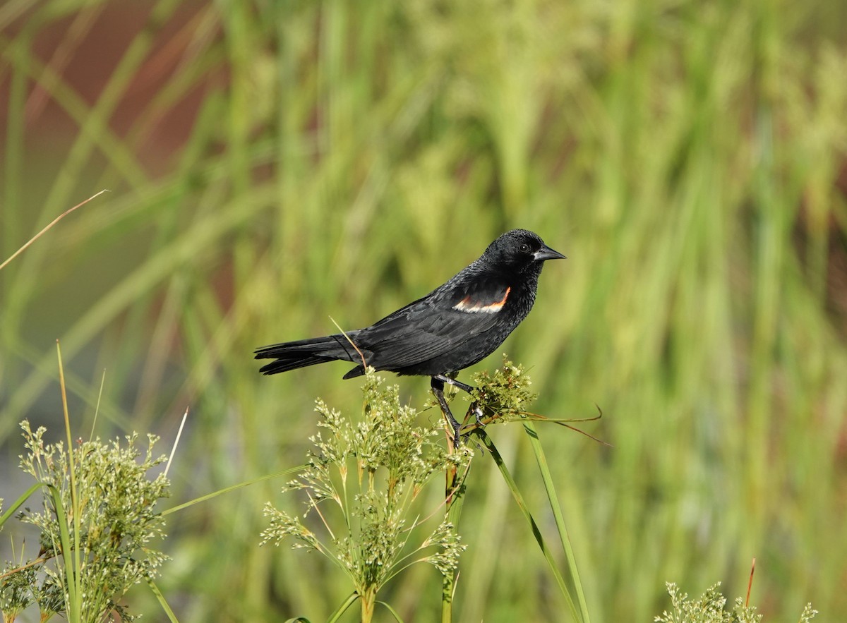 Red-winged Blackbird - ML353926751
