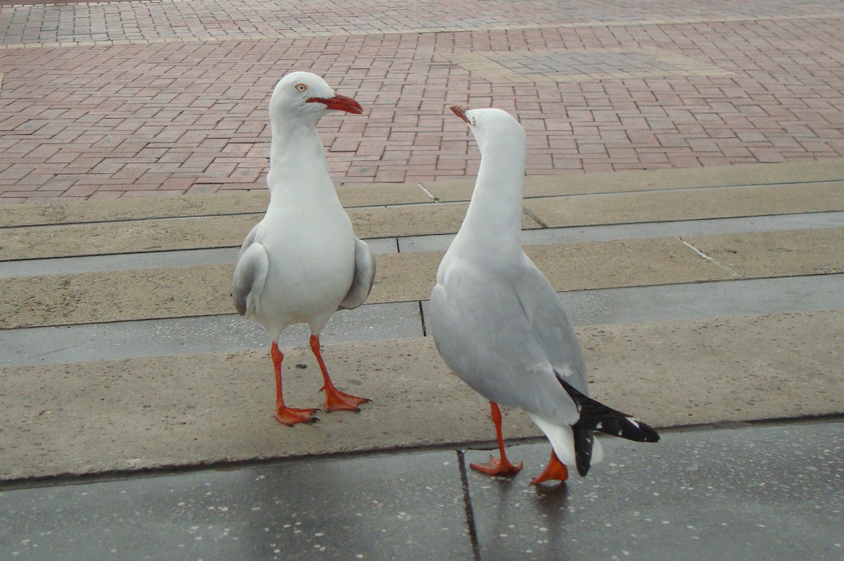 Silver Gull - Kalpesh Krishna