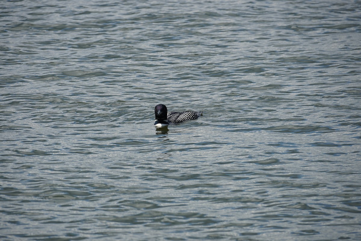 Common Loon - ML353928191