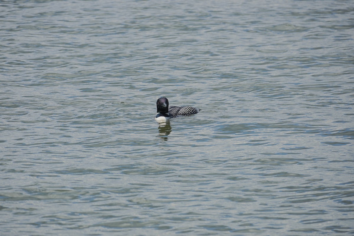Common Loon - ML353928531