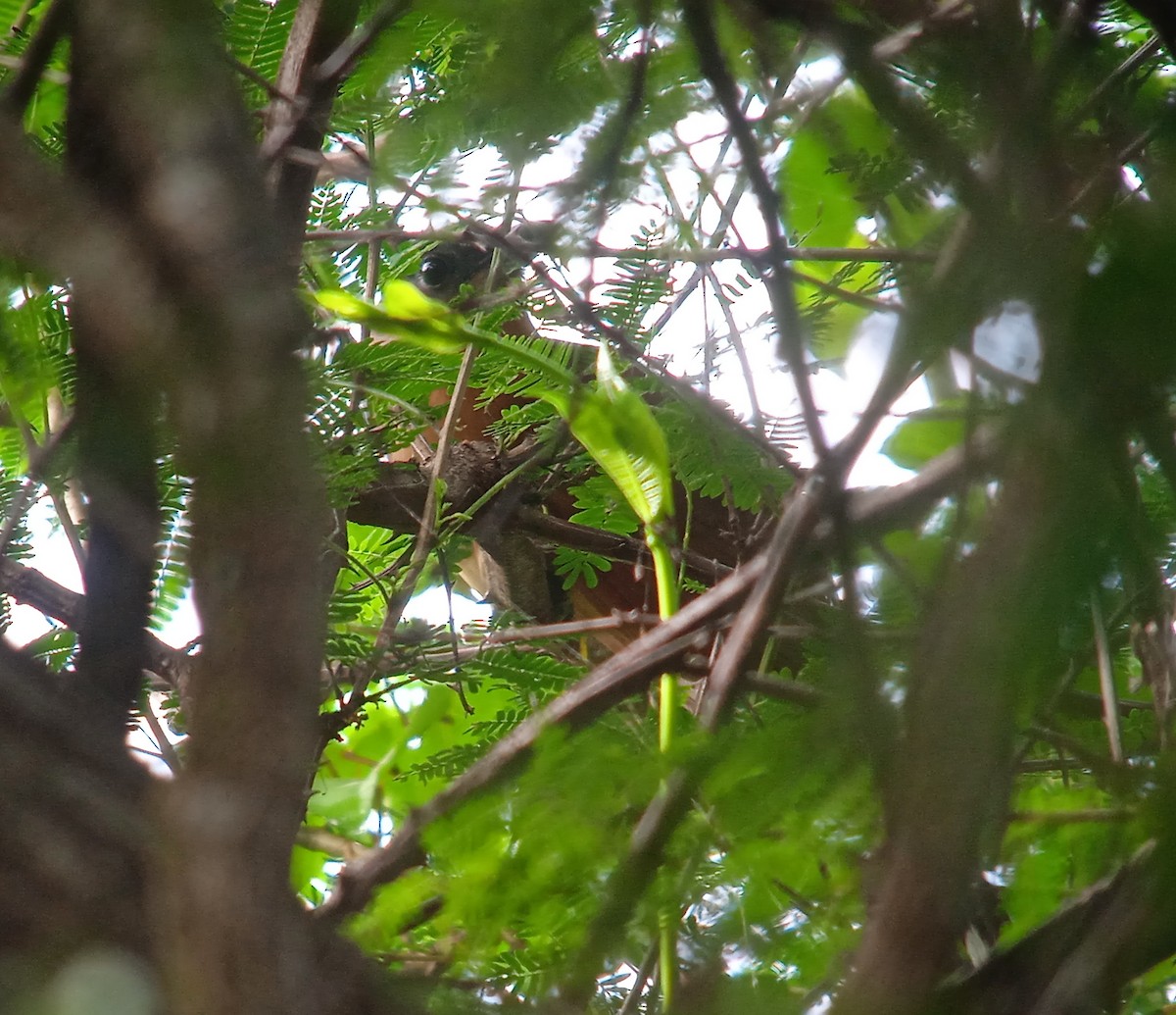 Gray-capped Cuckoo - Euclides "Kilo" Campos