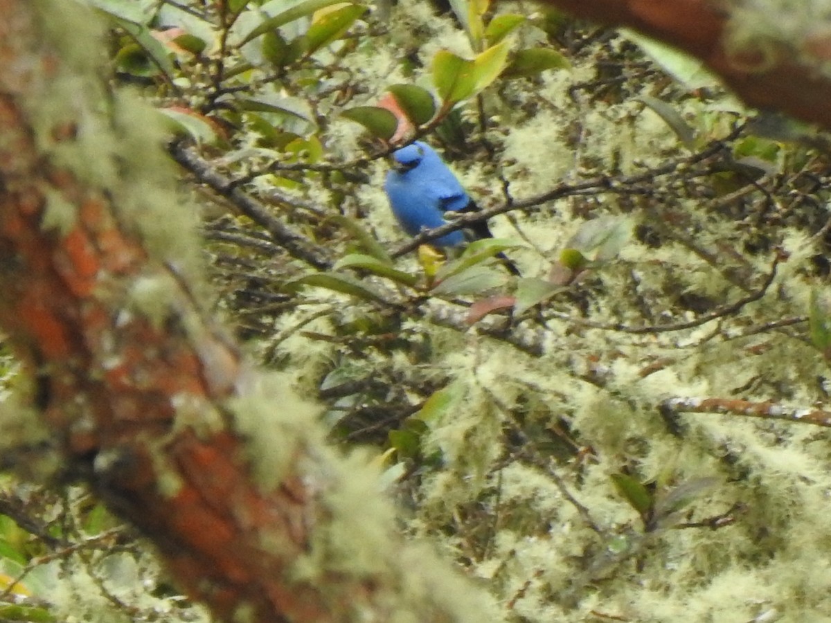Blue-and-black Tanager - ML353932761