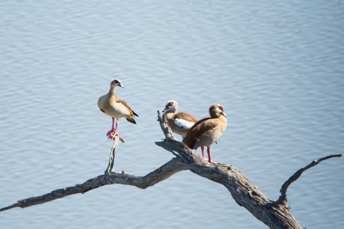 Egyptian Goose - Holger Köhler