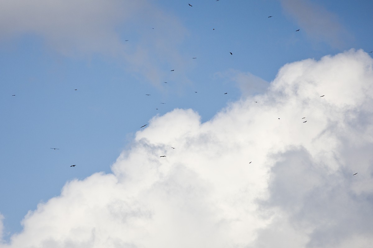 Cinereous Vulture - ML353934571