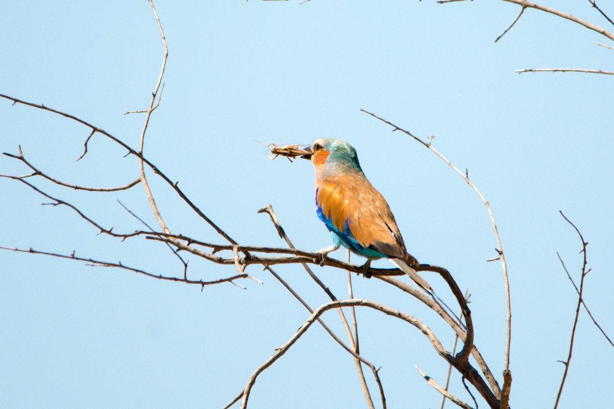 Lilac-breasted Roller - ML353934691