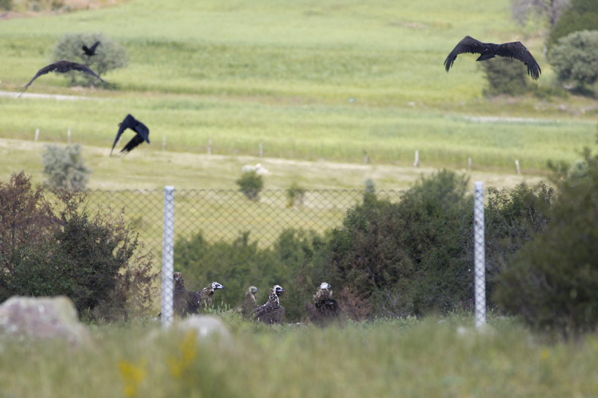 Cinereous Vulture - ML353935491
