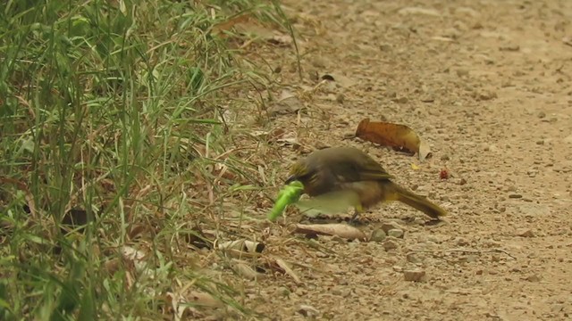 Stripe-throated Bulbul - ML353936331