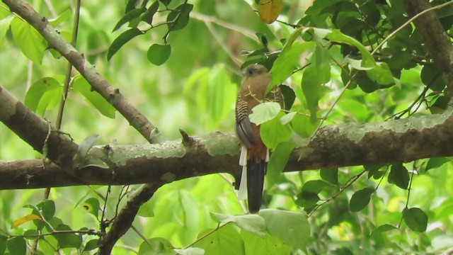 Trogon à poitrine jaune - ML353936341